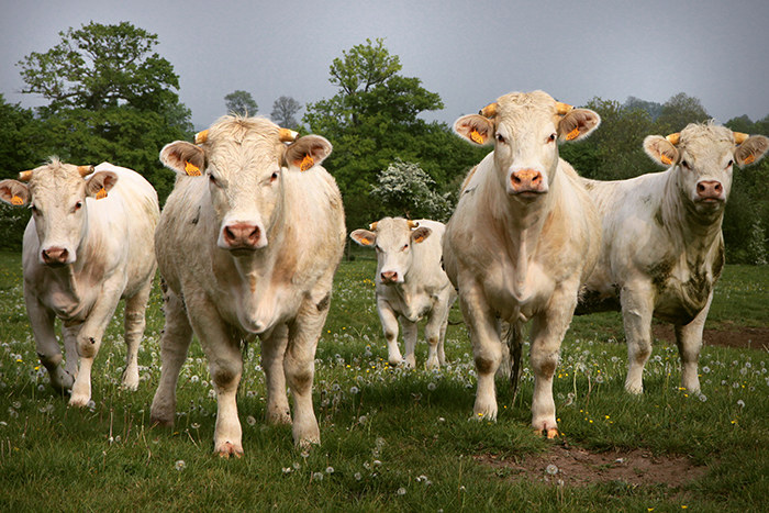 20 Small Ways In Which You Can Help The Environment That Are Too Easy Not To Try