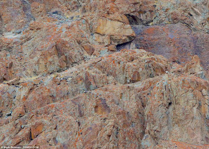 People Realize That Leopards Have Badass Camouflage By Trying To Find One In This Photo People Realize That Leopards Have Badass Camouflage By Trying To Find One In This Photo