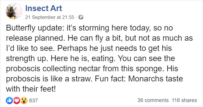 Zoo Asks For Woman’s Help In Repairing Butterfly&#8217;s Wings, She Gives It A Transplant