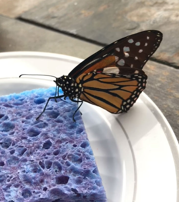 Zoo Asks For Woman’s Help In Repairing Butterfly&#8217;s Wings, She Gives It A Transplant