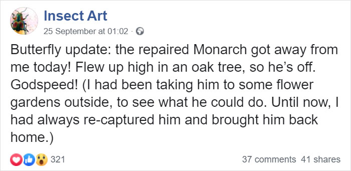 Zoo Asks For Woman’s Help In Repairing Butterfly&#8217;s Wings, She Gives It A Transplant