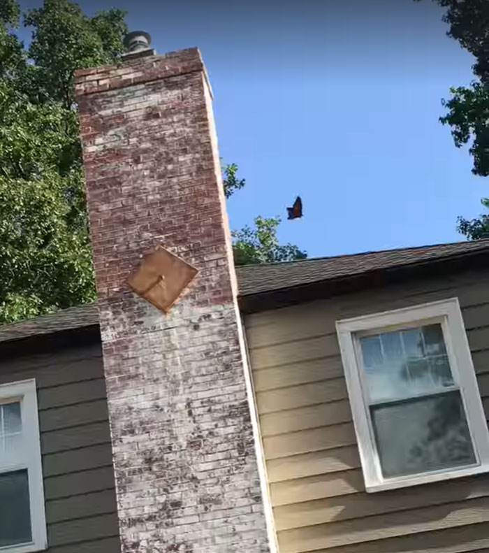 Zoo Asks For Woman’s Help In Repairing Butterfly&#8217;s Wings, She Gives It A Transplant