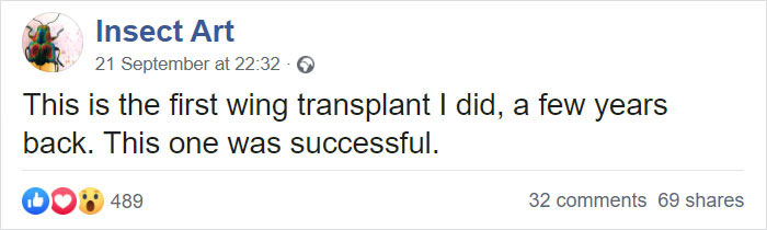 Zoo Asks For Woman’s Help In Repairing Butterfly&#8217;s Wings, She Gives It A Transplant