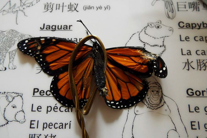 Zoo Asks For Woman’s Help In Repairing Butterfly&#8217;s Wings, She Gives It A Transplant