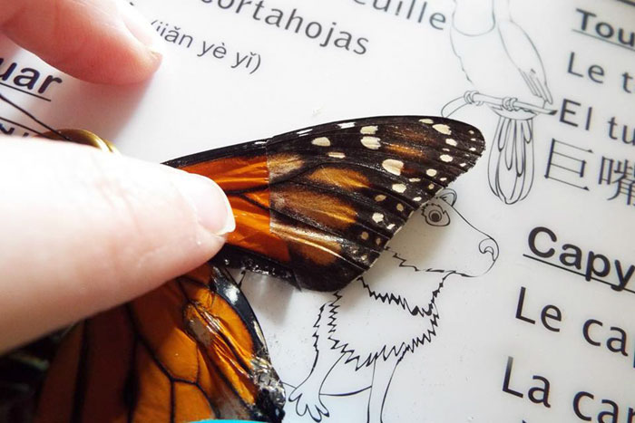 Zoo Asks For Woman’s Help In Repairing Butterfly&#8217;s Wings, She Gives It A Transplant