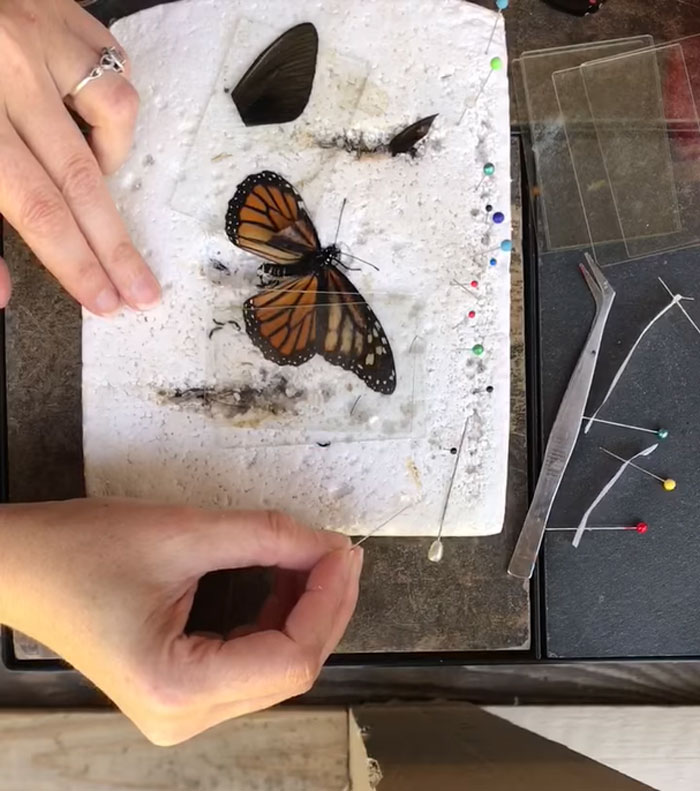 Zoo Asks For Woman’s Help In Repairing Butterfly&#8217;s Wings, She Gives It A Transplant