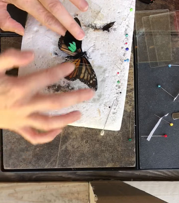 Zoo Asks For Woman’s Help In Repairing Butterfly&#8217;s Wings, She Gives It A Transplant