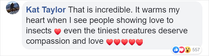 Zoo Asks For Woman’s Help In Repairing Butterfly&#8217;s Wings, She Gives It A Transplant