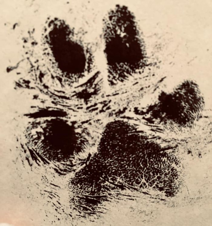 Heartbreaking Post On Euthanasia From A Vet That Has To Perform It Goes Viral