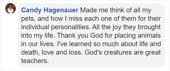 Heartbreaking Post On Euthanasia From A Vet That Has To Perform It Goes Viral