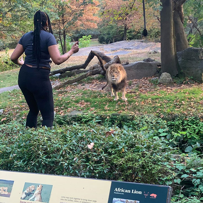 Woman Climbs Into A Lion Enclosure In A Bold Display Of Stupidity Woman Climbs Into A Lion Enclosure In A Bold Display Of Stupidity