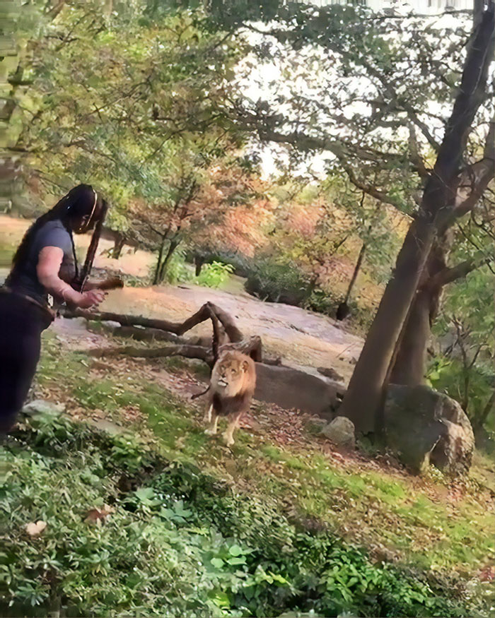 Woman Climbs Into A Lion Enclosure In A Bold Display Of Stupidity Woman Climbs Into A Lion Enclosure In A Bold Display Of Stupidity