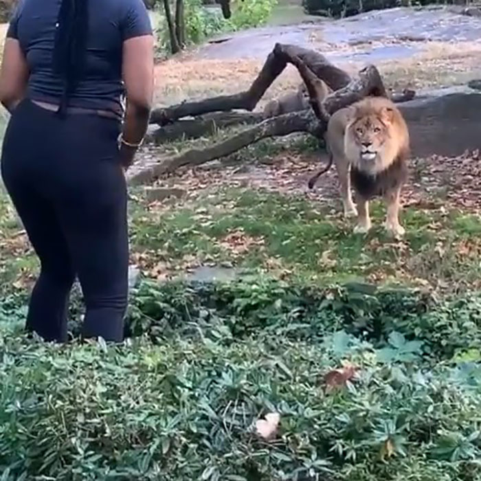 Woman Climbs Into A Lion Enclosure In A Bold Display Of Stupidity Woman Climbs Into A Lion Enclosure In A Bold Display Of Stupidity