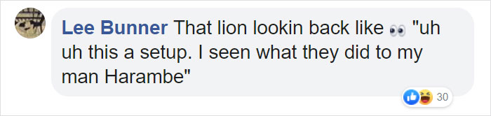 Woman Climbs Into A Lion Enclosure In A Bold Display Of Stupidity Woman Climbs Into A Lion Enclosure In A Bold Display Of Stupidity
