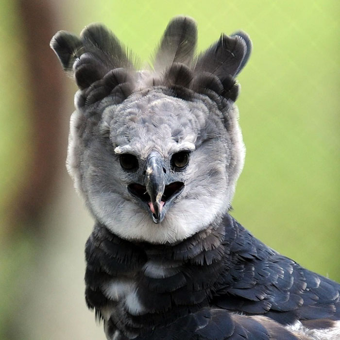 Meet The Harpy Eagle – One Of The Largest Birds In The World Meet The Harpy Eagle – One Of The Largest Birds In The World