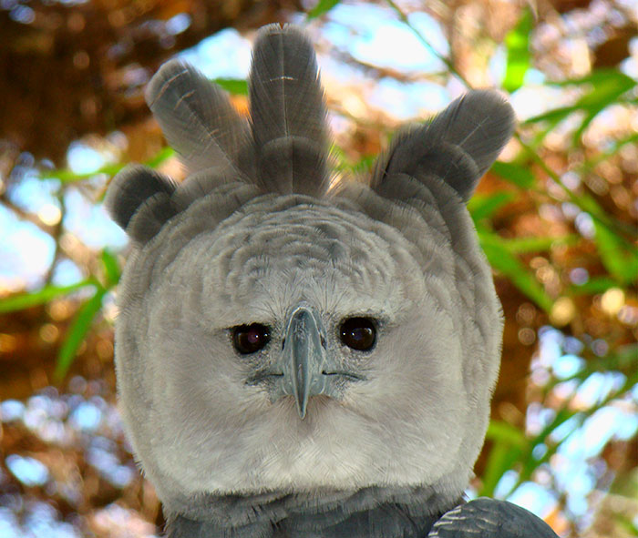 Meet The Harpy Eagle – One Of The Largest Birds In The World Meet The Harpy Eagle – One Of The Largest Birds In The World