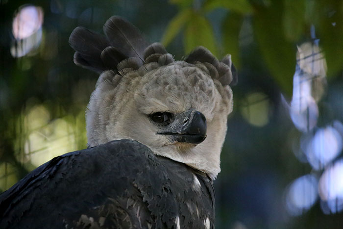 Meet The Harpy Eagle – One Of The Largest Birds In The World Meet The Harpy Eagle – One Of The Largest Birds In The World