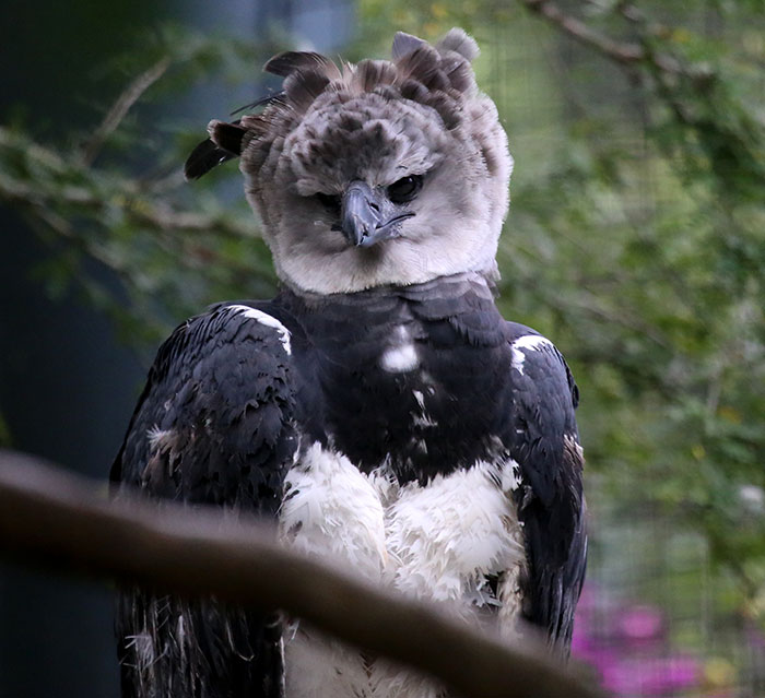 Meet The Harpy Eagle – One Of The Largest Birds In The World Meet The Harpy Eagle – One Of The Largest Birds In The World