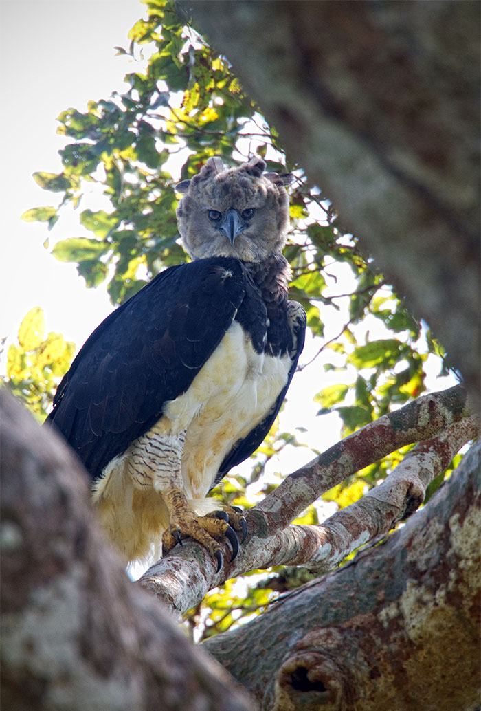 Meet The Harpy Eagle – One Of The Largest Birds In The World Meet The Harpy Eagle – One Of The Largest Birds In The World