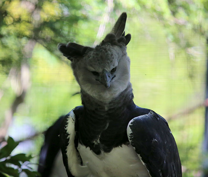 Meet The Harpy Eagle – One Of The Largest Birds In The World Meet The Harpy Eagle – One Of The Largest Birds In The World