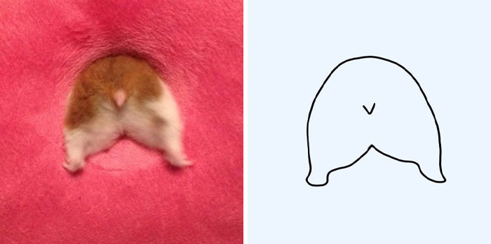 This Twitter Account Posts ‘Poorly Drawn Animals’ And Here Are 37 Of The Funniest Ones This Twitter Account Posts ‘Poorly Drawn Animals’ And Here Are 37 Of The Funniest Ones