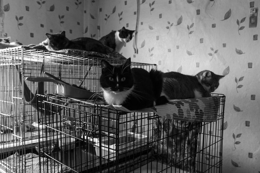 I Capture A Heartbreaking Story About A Woman That Dedicated Her Life To Stray Cats Despite Her Own Hardships I Capture A Heartbreaking Story About A Woman That Dedicated Her Life To Stray Cats Despite Her Own Hardships