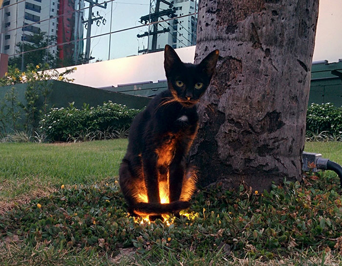 People Are Posting Pics Of Animals With Threatening Auras, And Here Are 45 Of The Best Ones People Are Posting Pics Of Animals With Threatening Auras, And Here Are 45 Of The Best Ones