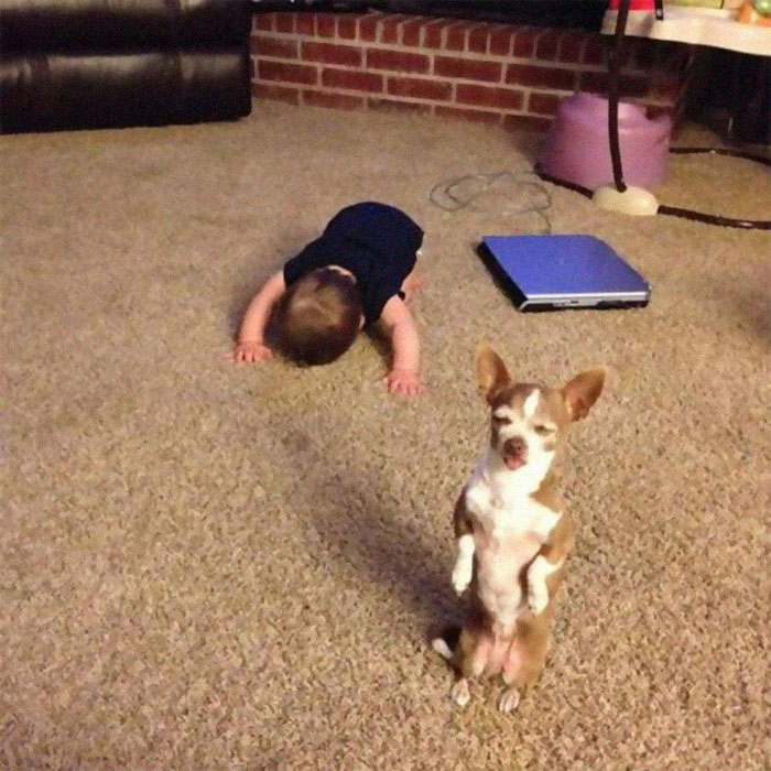 People Are Posting Pics Of Animals With Threatening Auras, And Here Are 45 Of The Best Ones People Are Posting Pics Of Animals With Threatening Auras, And Here Are 45 Of The Best Ones