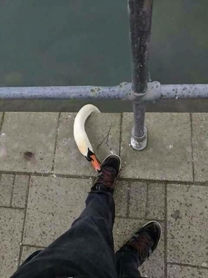 People Are Posting Pics Of Animals With Threatening Auras, And Here Are 45 Of The Best Ones People Are Posting Pics Of Animals With Threatening Auras, And Here Are 45 Of The Best Ones