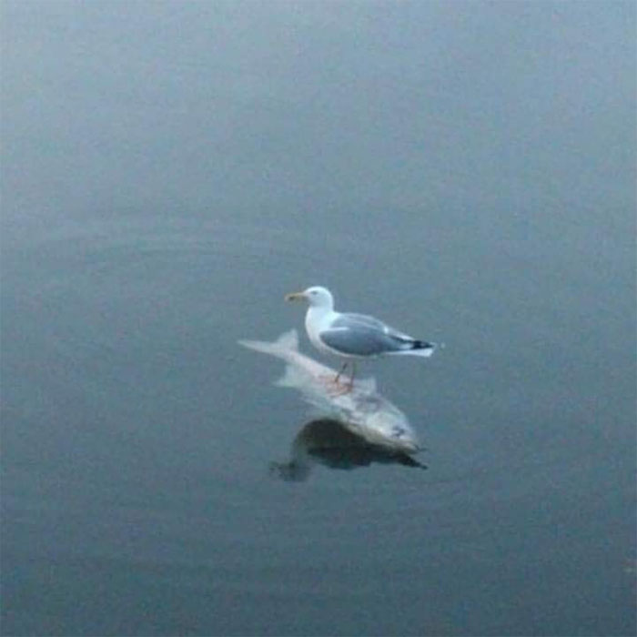 People Are Posting Pics Of Animals With Threatening Auras, And Here Are 45 Of The Best Ones People Are Posting Pics Of Animals With Threatening Auras, And Here Are 45 Of The Best Ones