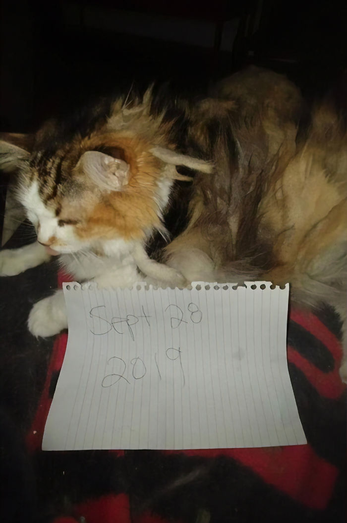 Good News, Everyone – Loops The Cat Is Alive And Well Good News, Everyone – Loops The Cat Is Alive And Well