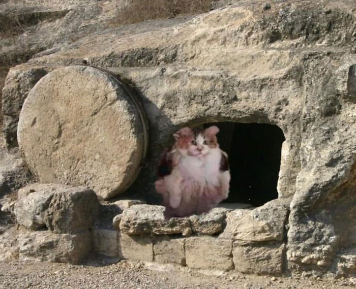 Good News, Everyone – Loops The Cat Is Alive And Well Good News, Everyone – Loops The Cat Is Alive And Well