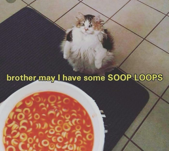 Good News, Everyone – Loops The Cat Is Alive And Well Good News, Everyone – Loops The Cat Is Alive And Well
