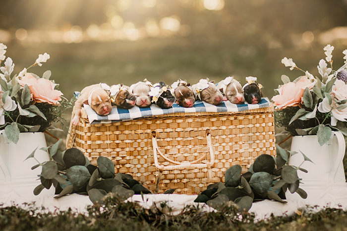 This Pit Bull Gets Her Own Maternity Photoshoot And She Looks Absolutely Glowing This Pit Bull Gets Her Own Maternity Photoshoot And She Looks Absolutely Glowing