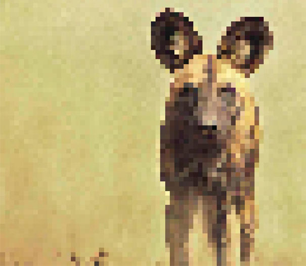 These 22 Pics Are Composed Of As Many Pixels As There Are Animals Still Alive In These Species
