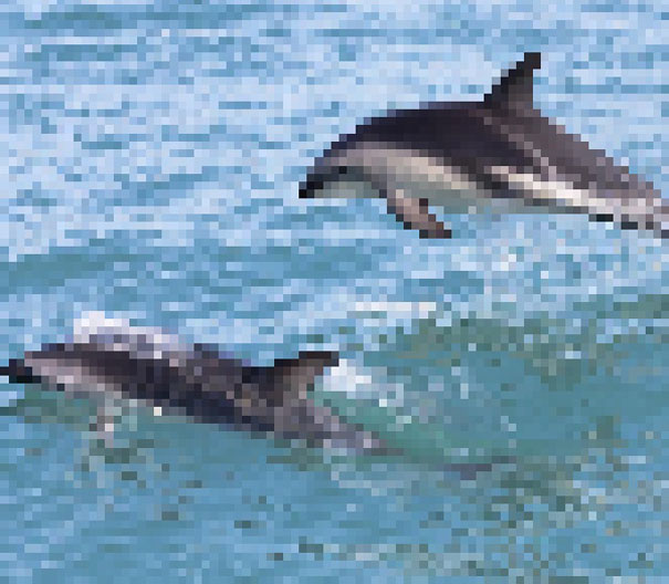 These 22 Pics Are Composed Of As Many Pixels As There Are Animals Still Alive In These Species