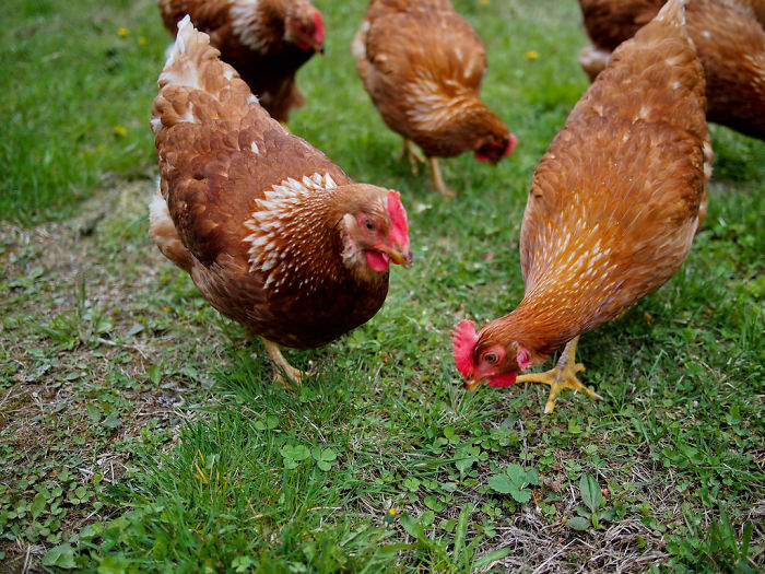 Tumblr Users Tell Vegans That There’s An Ethical Way To Eat Eggs And Honey Tumblr Users Tell Vegans That There’s An Ethical Way To Eat Eggs And Honey