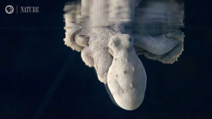 Someone Films This Octopus Changing Colors While Dreaming And It’s Spectacular Someone Films This Octopus Changing Colors While Dreaming And It’s Spectacular