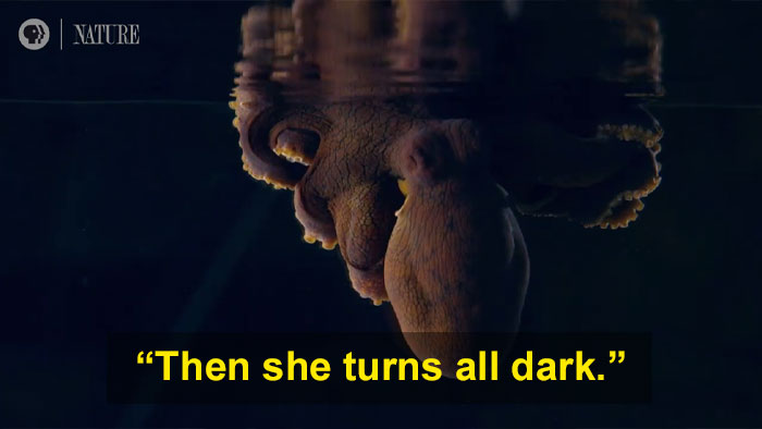 Someone Films This Octopus Changing Colors While Dreaming And It’s Spectacular Someone Films This Octopus Changing Colors While Dreaming And It’s Spectacular