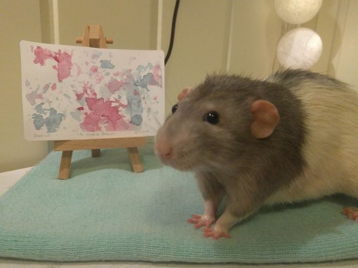 If You Haven’t Smiled Today, Meet Darius, The Rat Who Was Taught To Paint If You Haven’t Smiled Today, Meet Darius, The Rat Who Was Taught To Paint