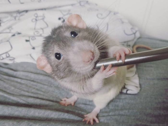If You Haven’t Smiled Today, Meet Darius, The Rat Who Was Taught To Paint If You Haven’t Smiled Today, Meet Darius, The Rat Who Was Taught To Paint