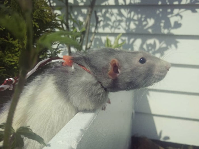 If You Haven’t Smiled Today, Meet Darius, The Rat Who Was Taught To Paint If You Haven’t Smiled Today, Meet Darius, The Rat Who Was Taught To Paint