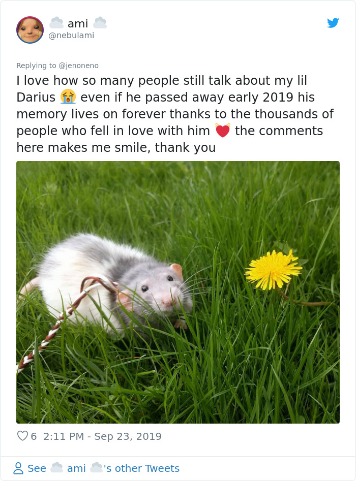 If You Haven’t Smiled Today, Meet Darius, The Rat Who Was Taught To Paint If You Haven’t Smiled Today, Meet Darius, The Rat Who Was Taught To Paint
