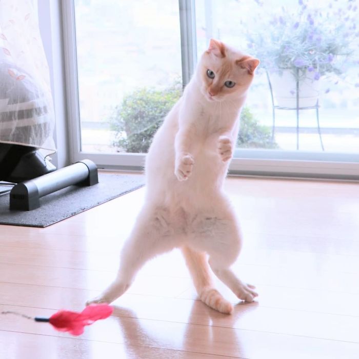 This “Dancing” Cat From Japan Has Some Serious Moves This “Dancing” Cat From Japan Has Some Serious Moves