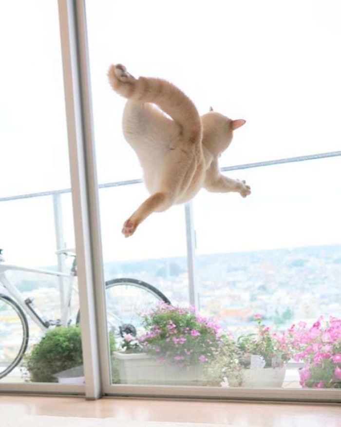 This “Dancing” Cat From Japan Has Some Serious Moves This “Dancing” Cat From Japan Has Some Serious Moves