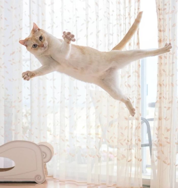 This “Dancing” Cat From Japan Has Some Serious Moves This “Dancing” Cat From Japan Has Some Serious Moves
