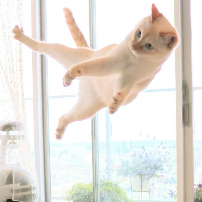 This “Dancing” Cat From Japan Has Some Serious Moves This “Dancing” Cat From Japan Has Some Serious Moves