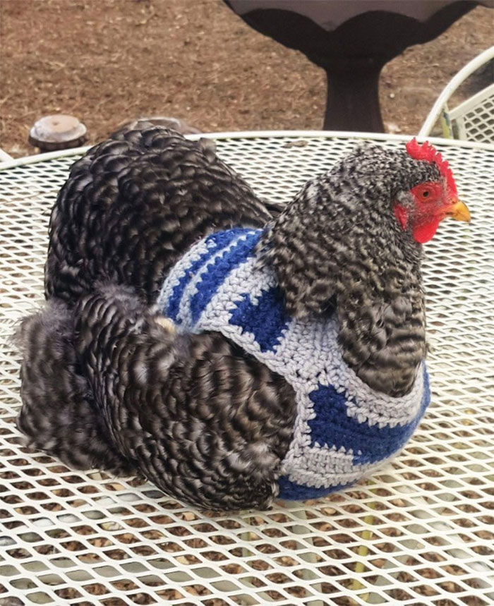 37 Chickens Ready For Fall With Their Little Knitted Outfits 37 Chickens Ready For Fall With Their Little Knitted Outfits