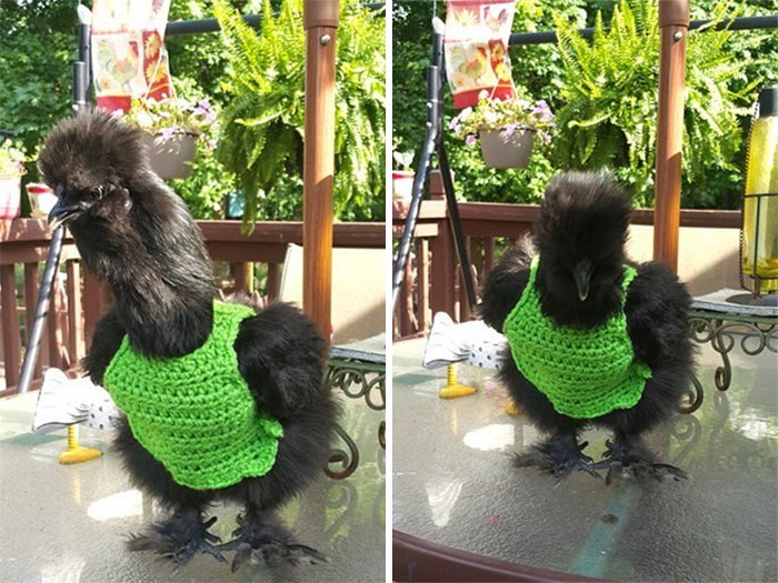 37 Chickens Ready For Fall With Their Little Knitted Outfits 37 Chickens Ready For Fall With Their Little Knitted Outfits