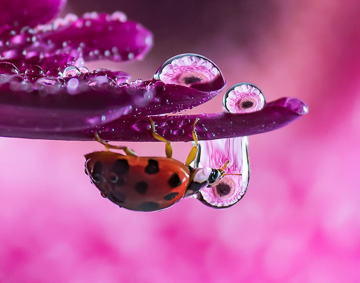 30 Mesmerizing Water Droplet Photos By A Macro Photographer